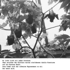 Schwarz-weiß-Fotografie von welken Blüten und großen gezackten Blättern vor bewölktem Himmel