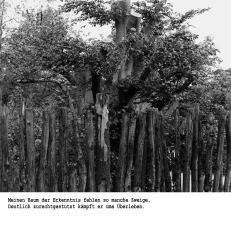 Schwarz-weiß-Fotografie eines dichten Buchenwaldes mit auffälligem hohlen Baumstamm im Vordergrund
