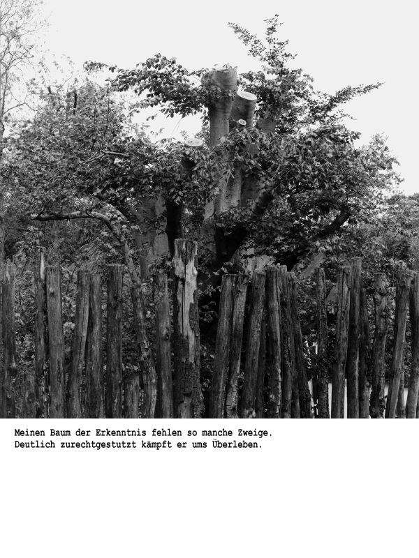 Schwarz-weiß-Fotografie eines dichten Buchenwaldes mit auffälligem hohlen Baumstamm im Vordergrund